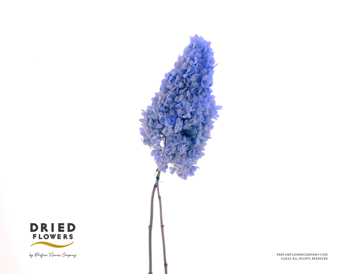 <h4>Dried Bleached Hydrangea Tower Dark Blue XXL</h4>