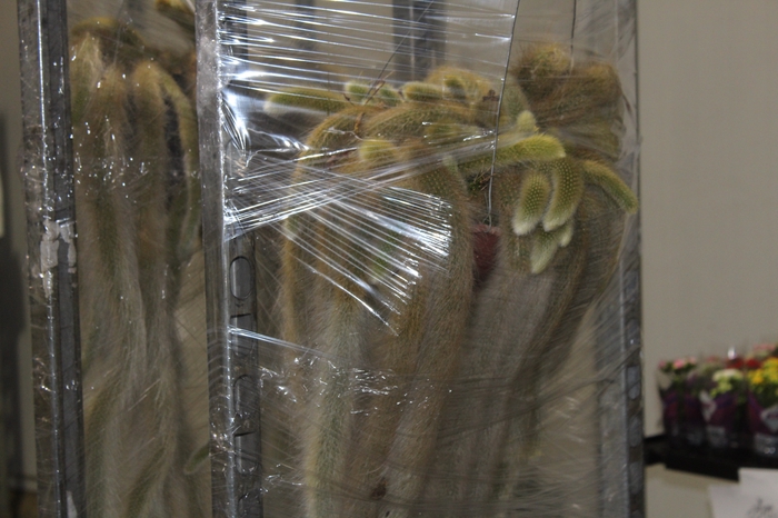 <h4>CACTUS VARIADO P30</h4>