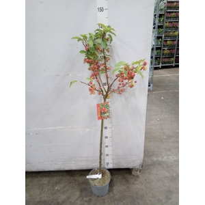 Malus  'Evereste'