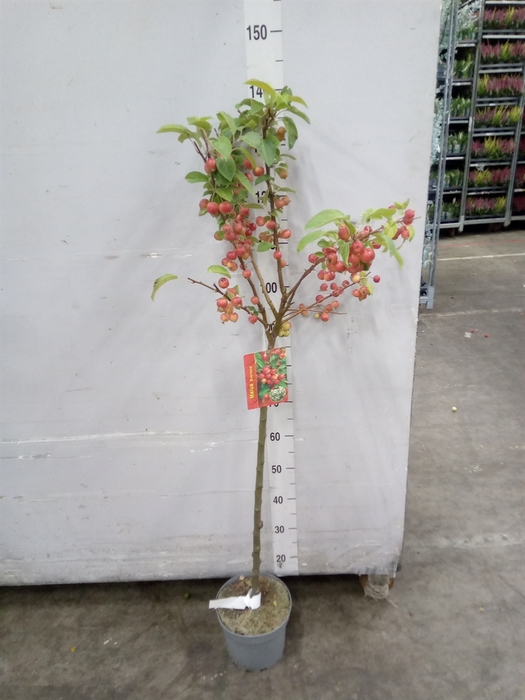 <h4>Malus  'Evereste'</h4>