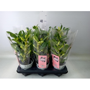 Dendrobium nob. 'StarCla Apollon'