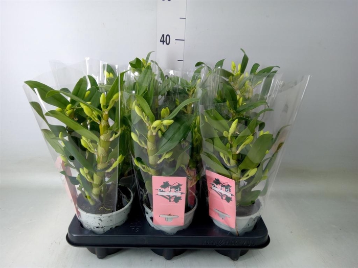 <h4>Dendrobium nob. 'StarCla Apollon'</h4>