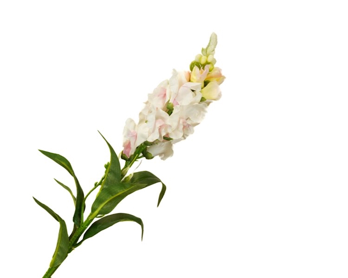 <h4>Antirrhinum Pink Light</h4>