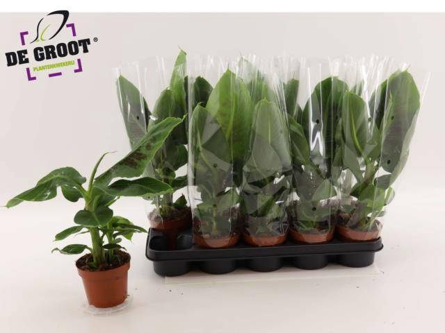 <h4>MUSA TROPICANA</h4>