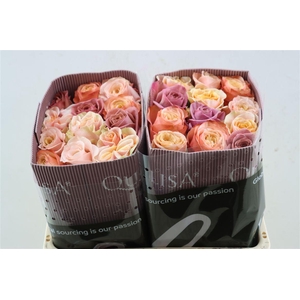 R Gr Rainbow Bride Blooms