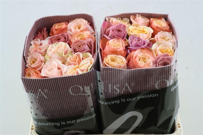 <h4>R Gr Rainbow Bride Blooms</h4>