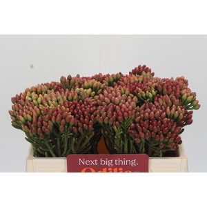 Kaaps Groen Red Brunia