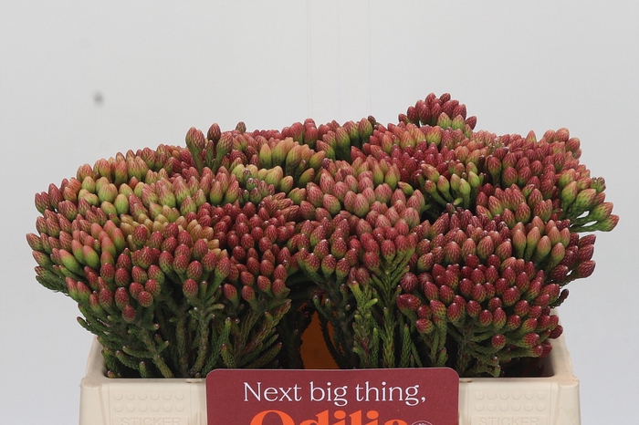 <h4>Kaaps Groen Red Brunia</h4>