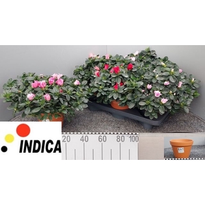 Rhodo Si V Gem 5 Srt