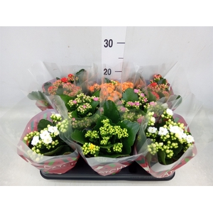 Kalanchoe blos.   ..rosebud mix  5