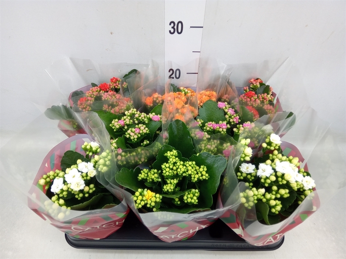 <h4>Kalanchoe blos.   ..rosebud mix  5</h4>