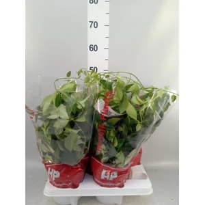 Aeschynanthus  'Mona Lisa'