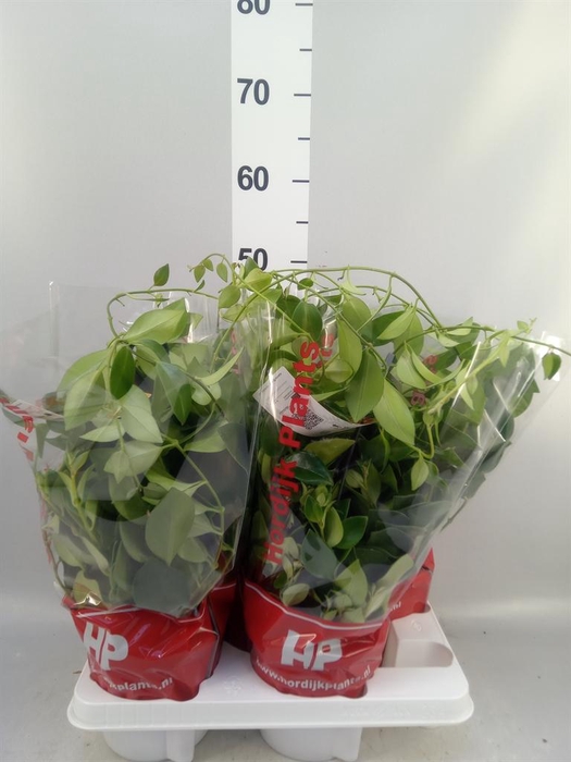 <h4>Aeschynanthus  'Mona Lisa'</h4>