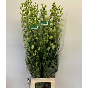 Aconitum Napellus Album