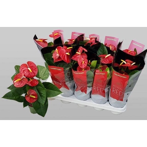 Anthu An Royal Champ