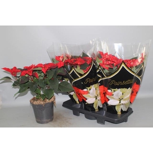 EUPHOR P FANTAS STAR