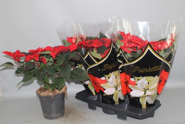 <h4>EUPHOR P FANTAS STAR</h4>