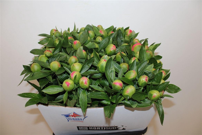 <h4>Paeo L Pink Hawaiian Coral</h4>