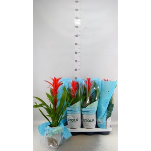 Guzmania  'Amoretto'