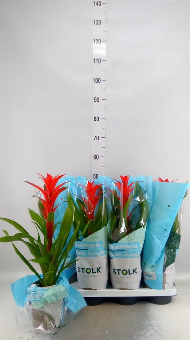 <h4>Guzmania  'Amoretto'</h4>