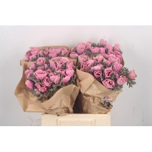 Anemone Powder Pink