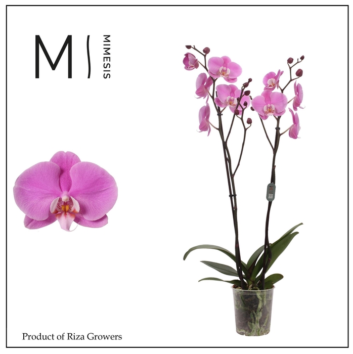 <h4>Phalaenopsis Murray 2 spike – 12cm | Mimesis</h4>