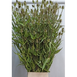 DIPSACUS