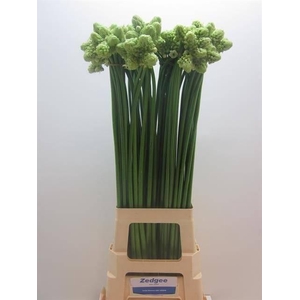 Ornithogalum saundersiae