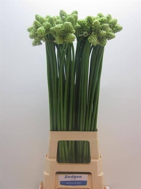 <h4>Ornithogalum saundersiae</h4>