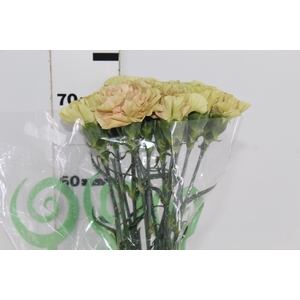 CRAVO CAPUCCINO 070 CM