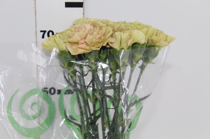 <h4>CRAVO CAPUCCINO 070 CM</h4>