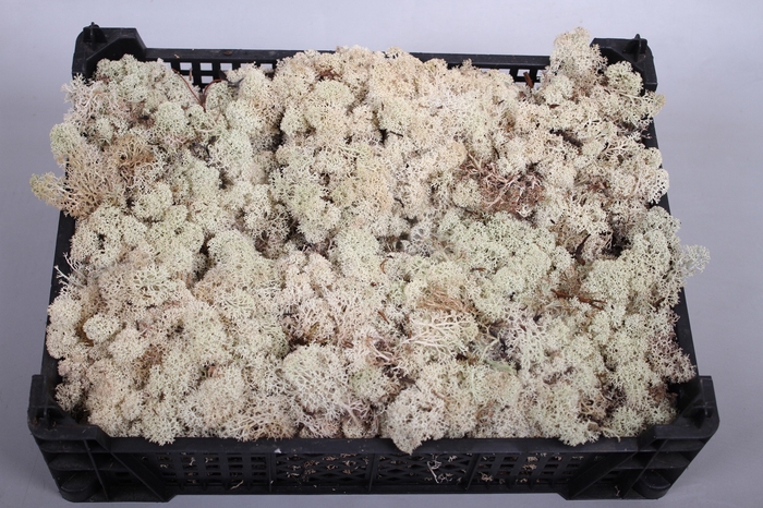 <h4>Iceland Moss in plastic tray</h4>