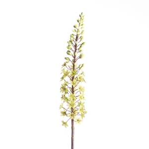 Af Eucomis Spray L87cm Green