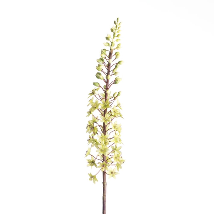 <h4>Af Eucomis Spray L87cm Green</h4>