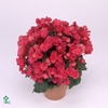 Begonia single Betulia Pink 19Ø 38cm