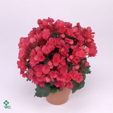 Begonia elat. EN 'Betulia Pink'