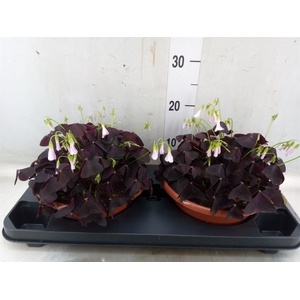 Oxalis trian.