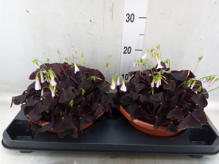 <h4>Oxalis trian.</h4>