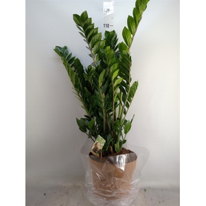 Zamioculcas zamiifolia