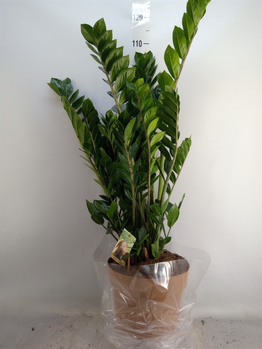 <h4>Zamioculcas zamiifolia</h4>