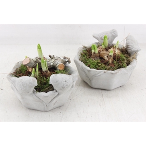 arr4 Narcis PL - Vogel schaaltje 338/6