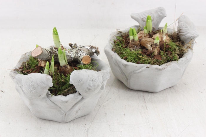 <h4>arr4 Narcis PL - Vogel schaaltje 338/6</h4>