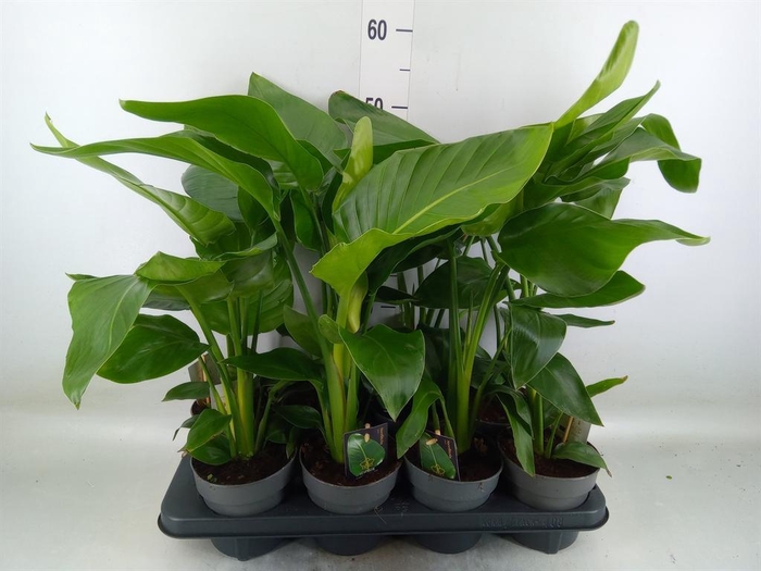 <h4>Strelitzia nicolai</h4>