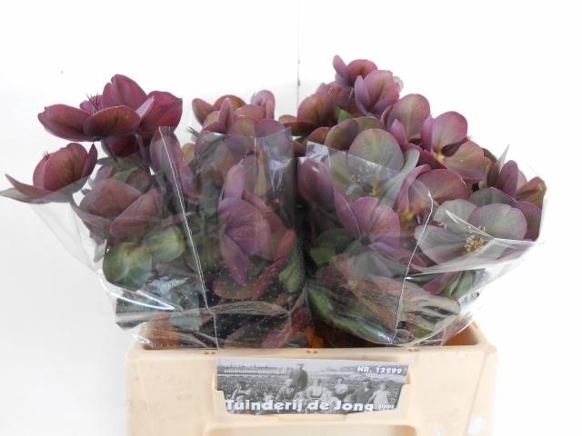 <h4>Hell Frk Annas Red</h4>