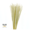 Dried Bleached Tail Grass