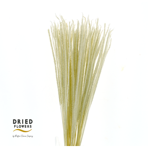 Dried Bleached Tail Grass