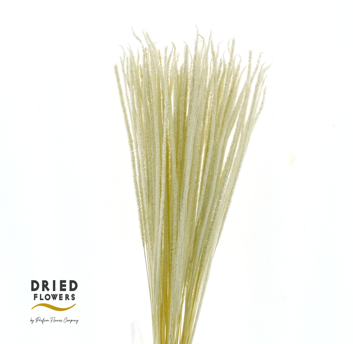 Dried Bleached Tail Grass