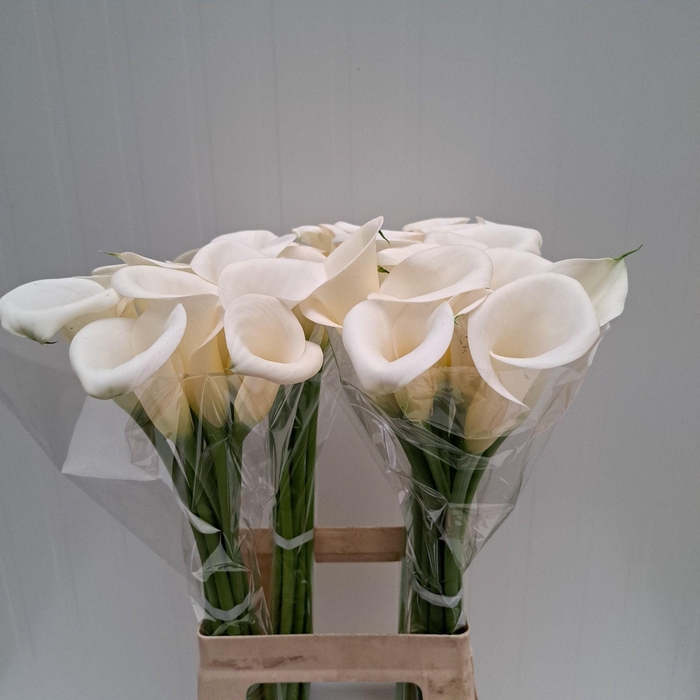 <h4>Zant Ivory Art</h4>