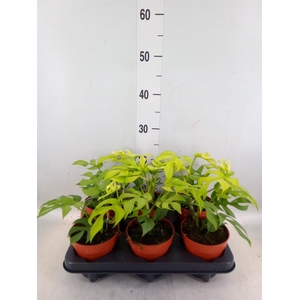 Rhaphidophora tetrasperma