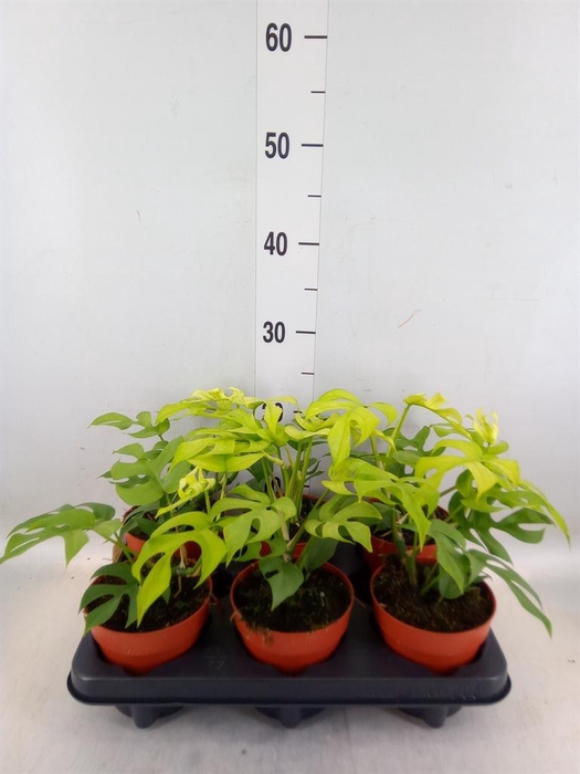 <h4>Rhaphidophora tetrasperma</h4>